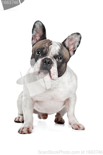 Image of French Bulldog