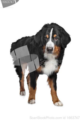 Image of Bernese Mountain Dog