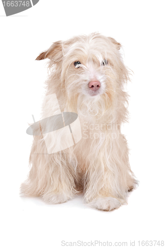 Image of mixed breed podengo dog