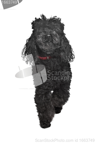 Image of Black poodle