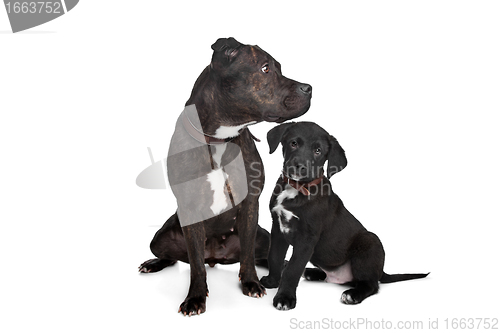 Image of two mixed breed dogs