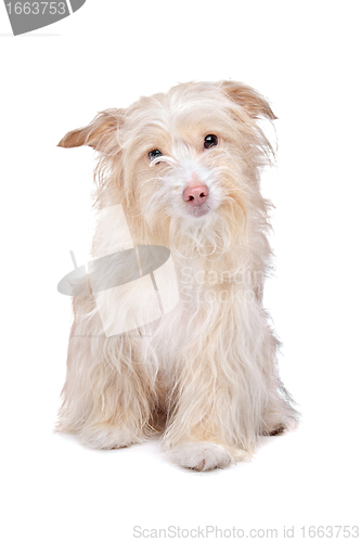 Image of mixed breed podengo dog