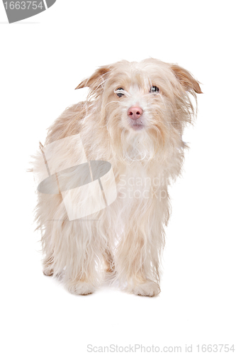 Image of mixed breed podengo dog