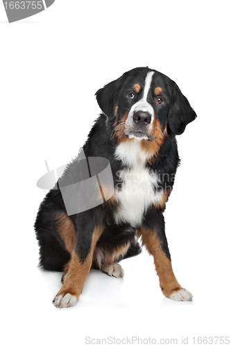 Image of Bernese Mountain Dog