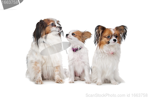 Image of three Papillon dogs