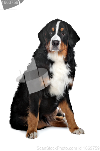 Image of Bernese Mountain Dog