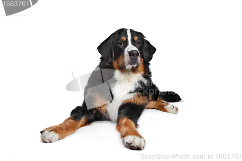 Image of Bernese Mountain Dog