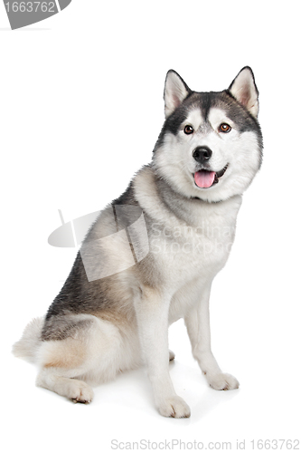 Image of Siberian Husky