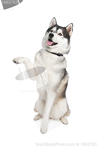 Image of Siberian Husky