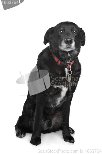 Image of mixed breed dog