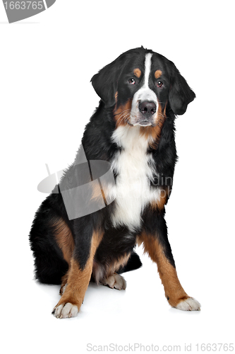 Image of Bernese Mountain Dog