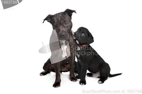 Image of two mixed breed dogs