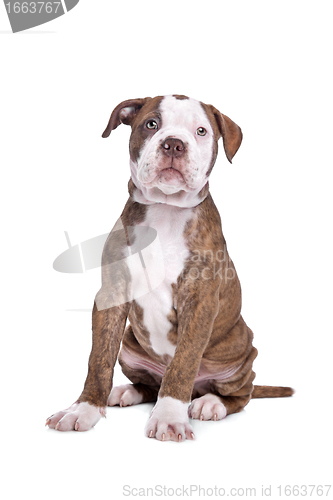 Image of American Bulldog in front of a white background