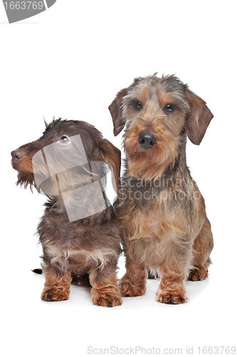 Image of Two miniature Wire-haired dachshund dogs