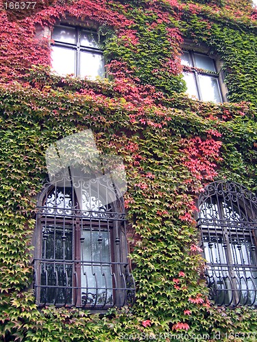 Image of Ivy Windows