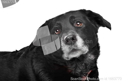 Image of mixed breed dog