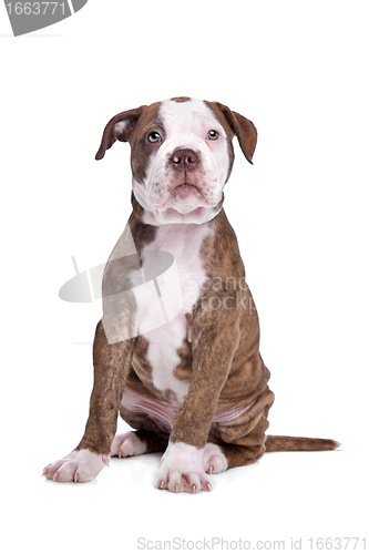 Image of American Bulldog in front of a white background