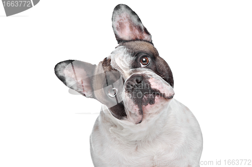 Image of French Bulldog