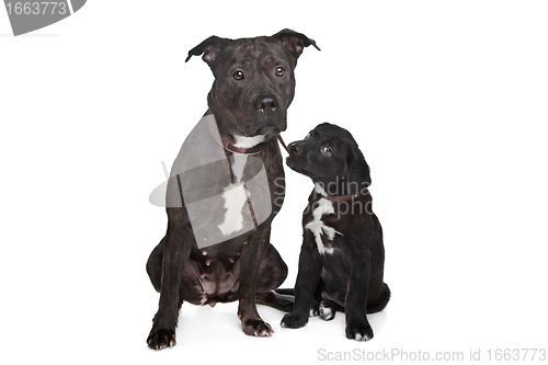 Image of two mixed breed dogs