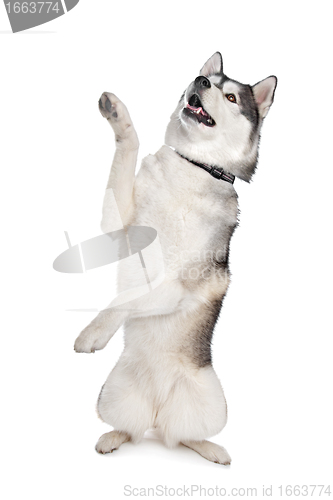 Image of Siberian Husky