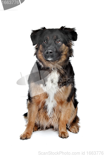 Image of mixed breed dog