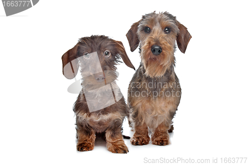 Image of Two miniature Wire-haired dachshund dogs