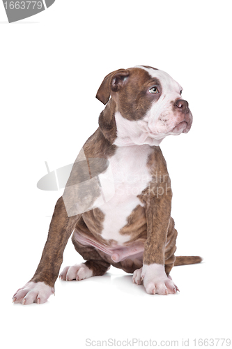 Image of American Bulldog in front of a white background