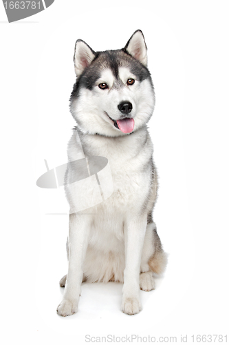 Image of Siberian Husky