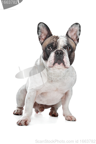 Image of French Bulldog