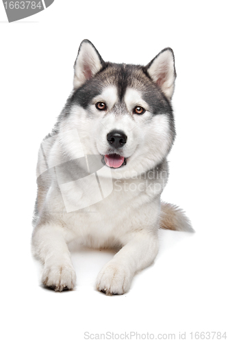 Image of Siberian Husky