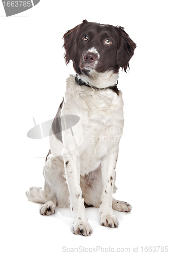 Image of mixed breed dog. Dutch Partridge Dog, Frisian Pointing Dog