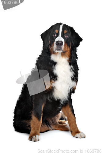 Image of Bernese Mountain Dog