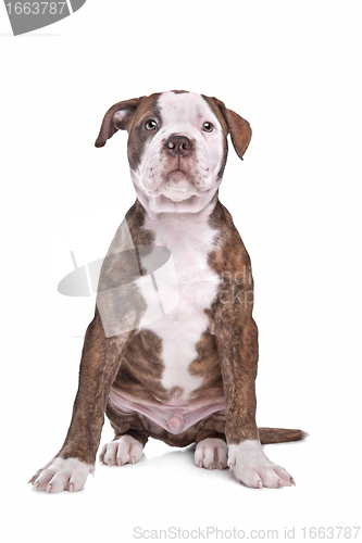 Image of American Bulldog in front of a white background