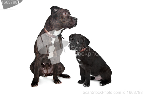 Image of two mixed breed dogs