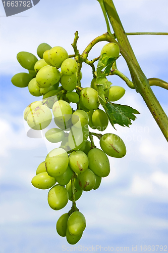 Image of Cluster of white grapes