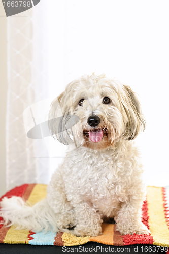 Image of Cute dog portrait