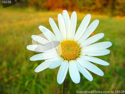 Image of White daisy on colourful background