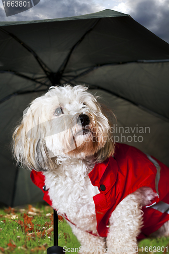 Image of Cute dog under umbrella