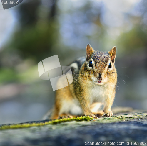 Image of Wild chipmunk