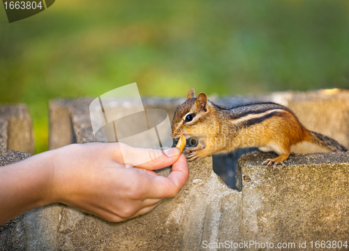 Image of Feeding wildlife