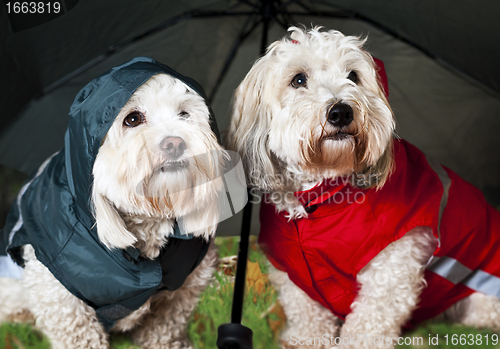 Image of Dressed up dogs under umbrella