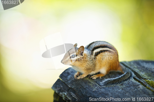 Image of Cute chipmunk on log