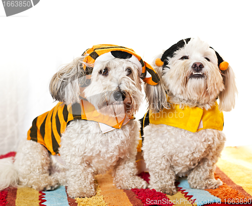 Image of Cute dogs in costumes