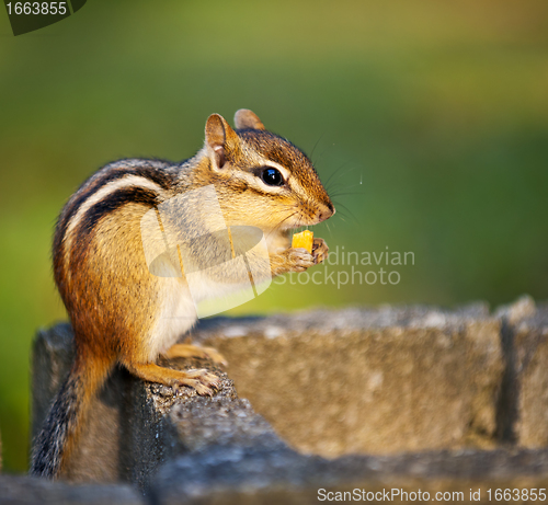 Image of Wild chipmunk eating nut