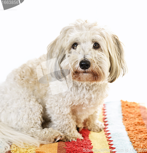 Image of Cute dog on carpet