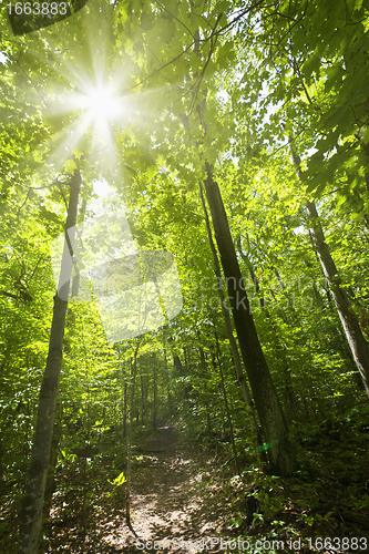 Image of Sunny forest path