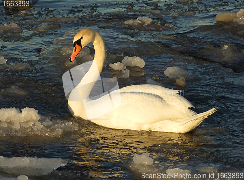 Image of swan on frozen lake