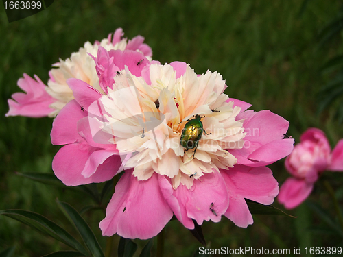 Image of Pink peony in bloom with cockchafer