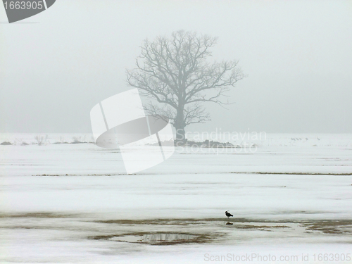 Image of Single oak tree in winter on a foggy afternoon