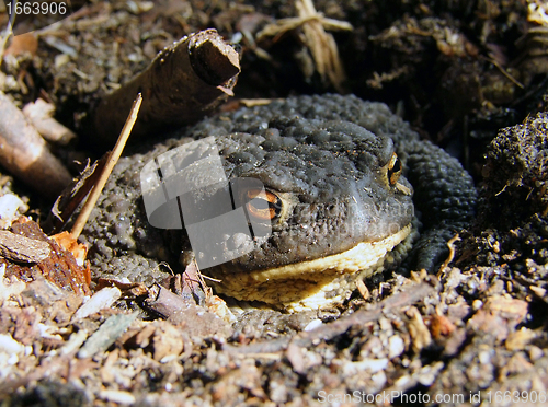 Image of toad in ground hole